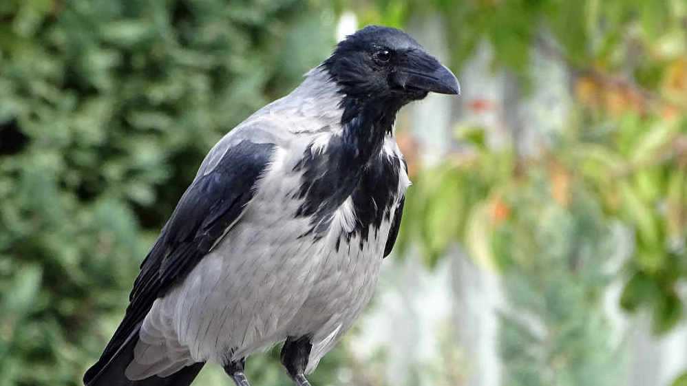 Cornacchia cornacchia