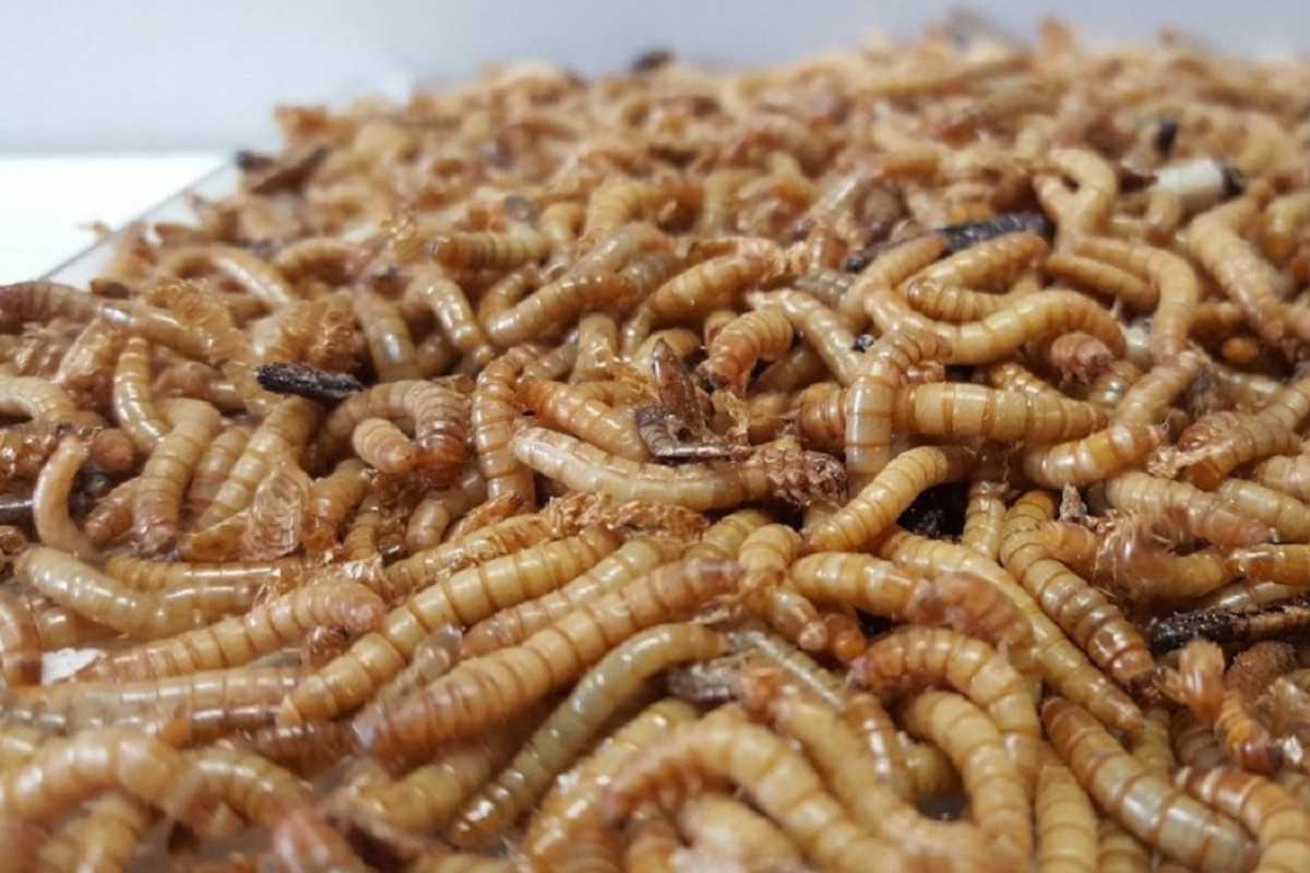 insetti-Efsa-tarme-farina