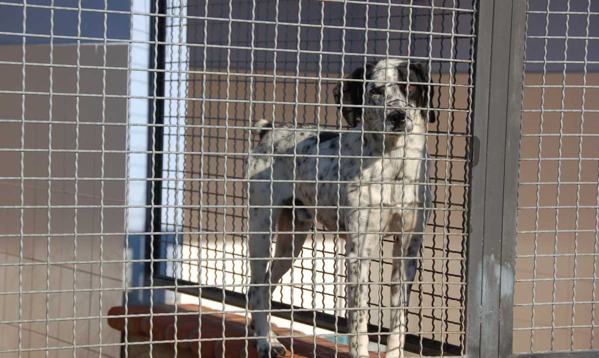 garante-diritti-animali