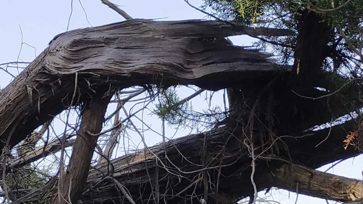 Muravera-Feraxi-Ginepro-vandalizzato-agosto-2021-3