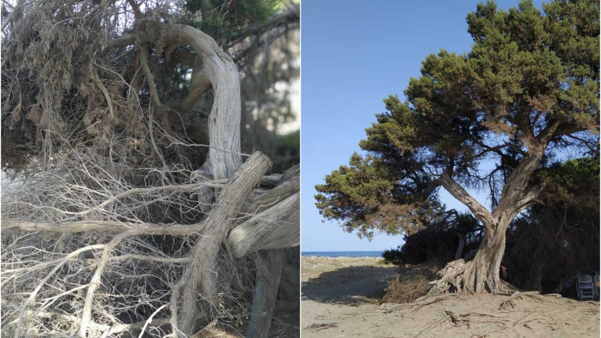 vandalizzato-ginepro