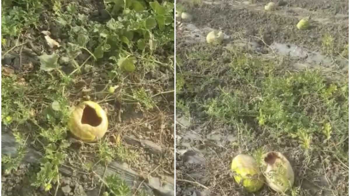 coltivazioni-cornacchie