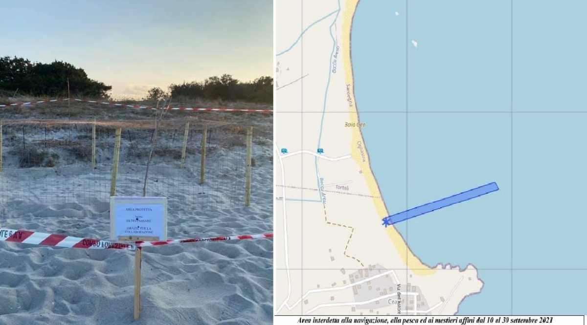 Caretta-caretta-Tortol