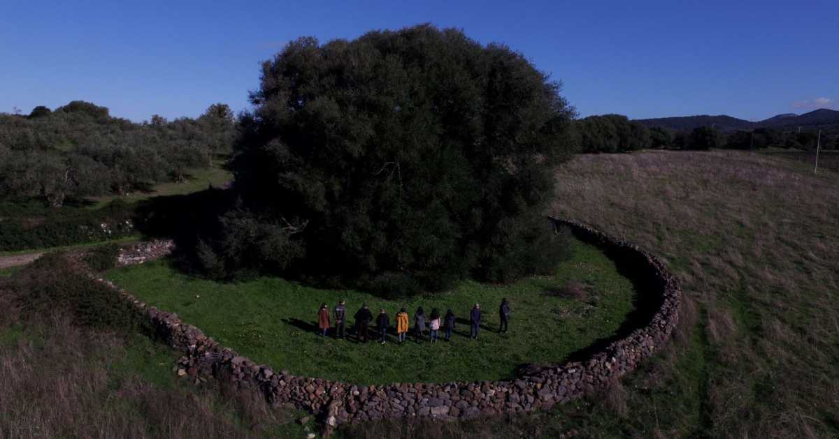 Olivastro-Millenario-di-Cuglieri---Sardinia-Anima-Mundi-2019-
