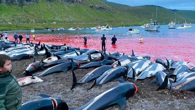 mattanza-delfini-faroe