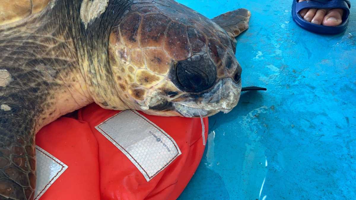 mondiali-di-apnea-tarta