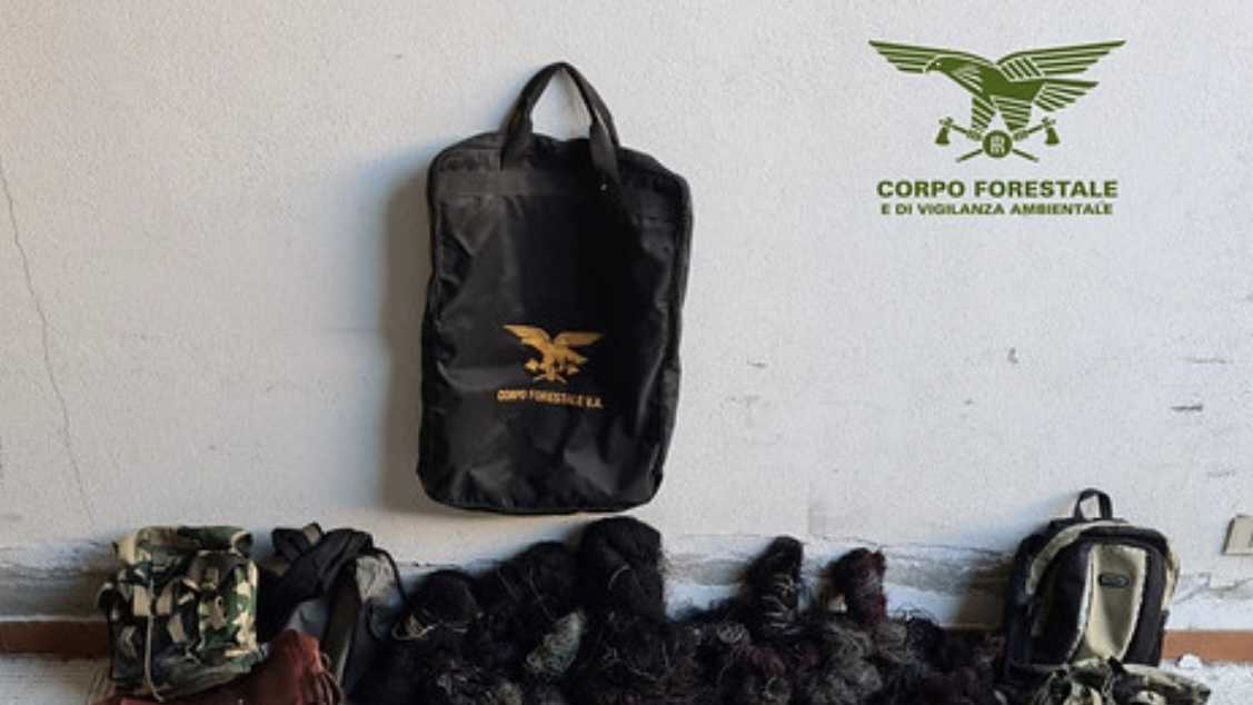 Bracconiei bracconiei