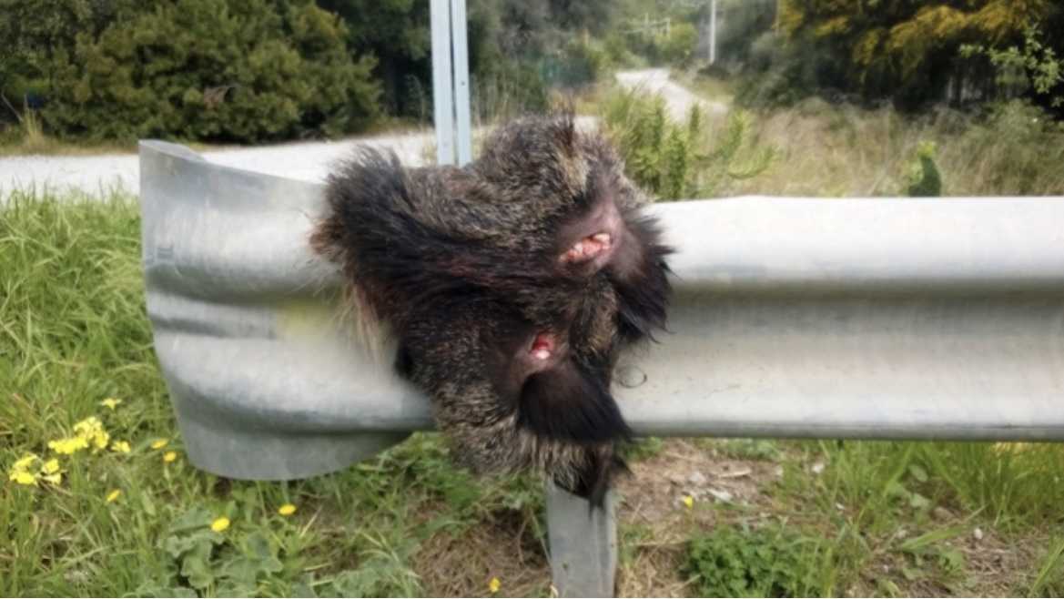 carcassa-di-cinghiale