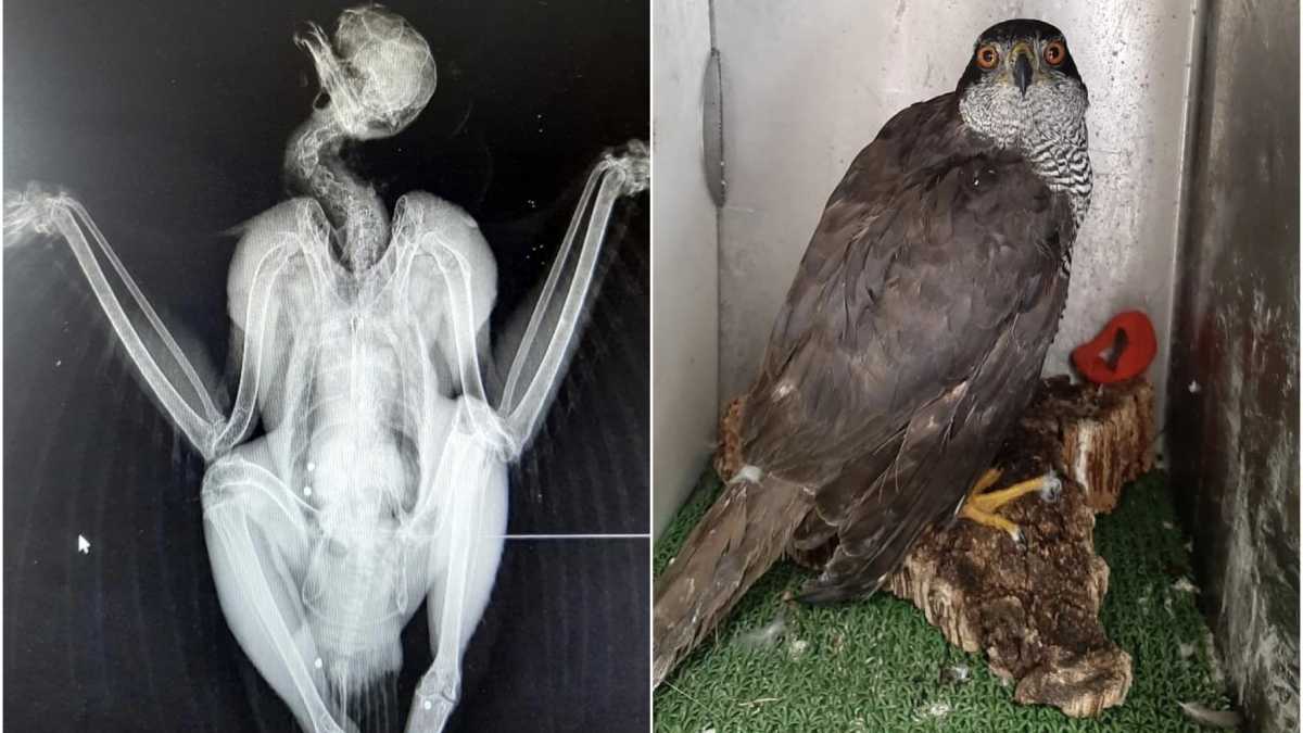 specie-protetta-impallina