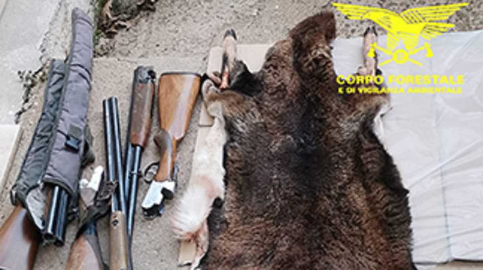 Cinghiale-abbattuto