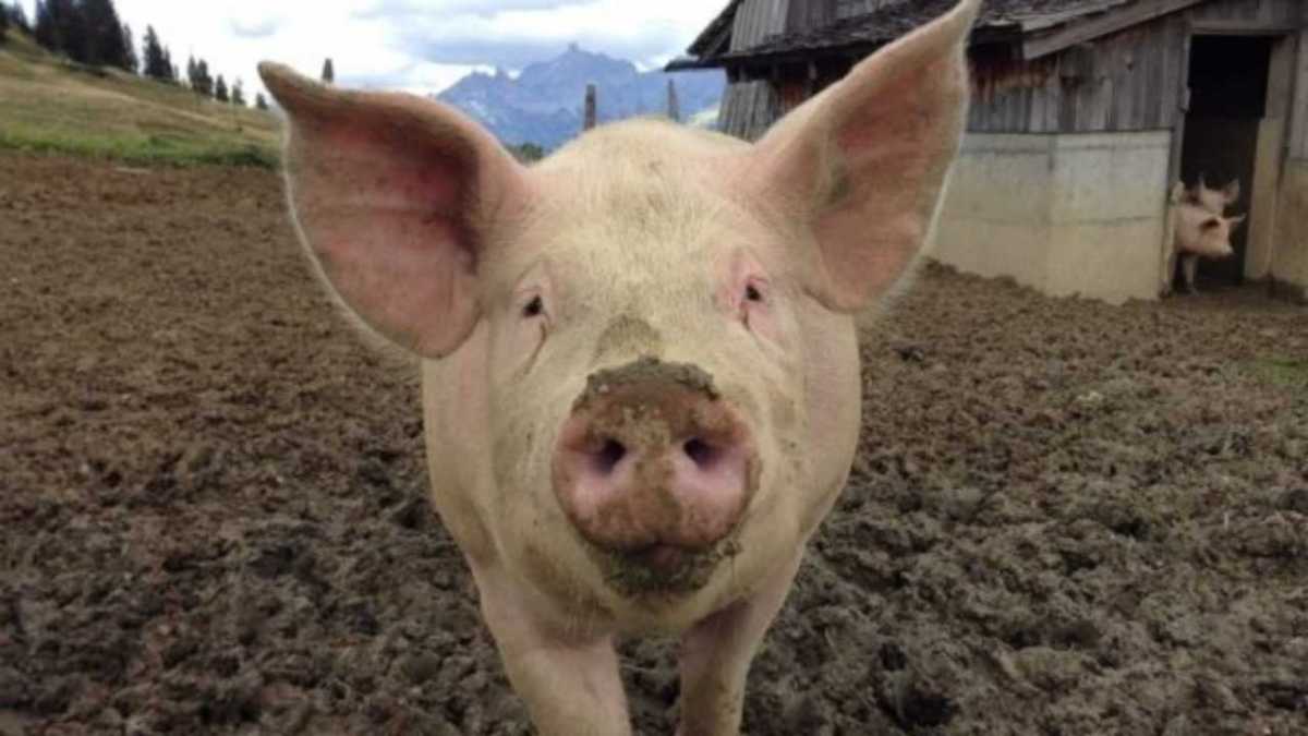 Allevamento-di-maiali