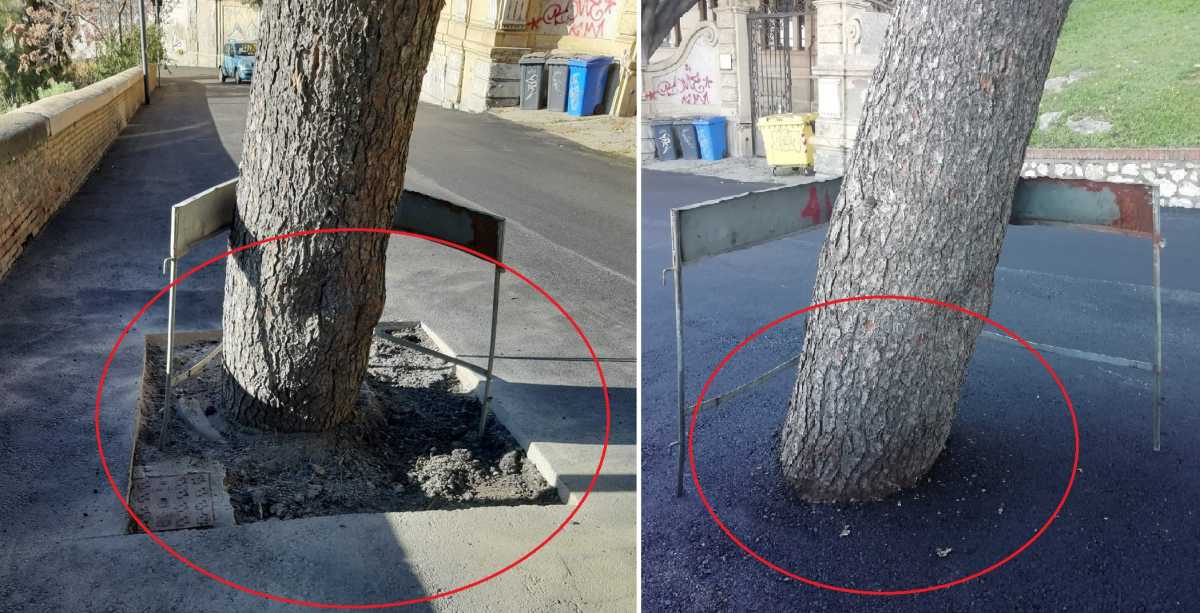Asfalto-tagliato-intorno-allalbero