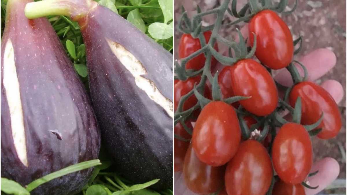 FIGU-E-POMODORO-DI-PULA