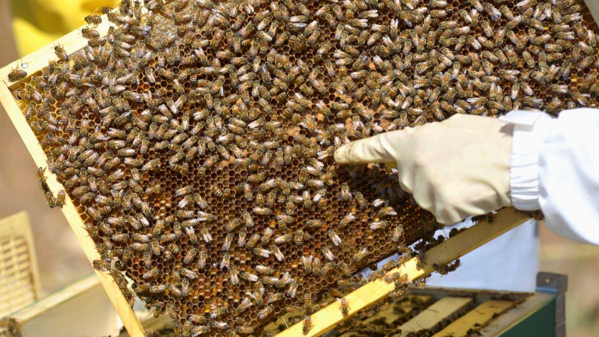 In-Sardegna-nasce-la-commissione-per-lapicoltura