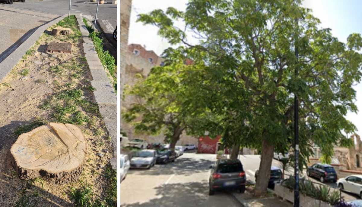 Alberi-tagliati-in-via-Cammino-Nuovo