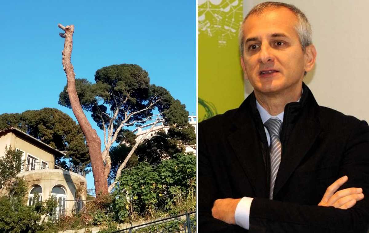 bacchetta-su-pino-abbattuto