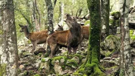 Cervo-sardo-in-Bramito