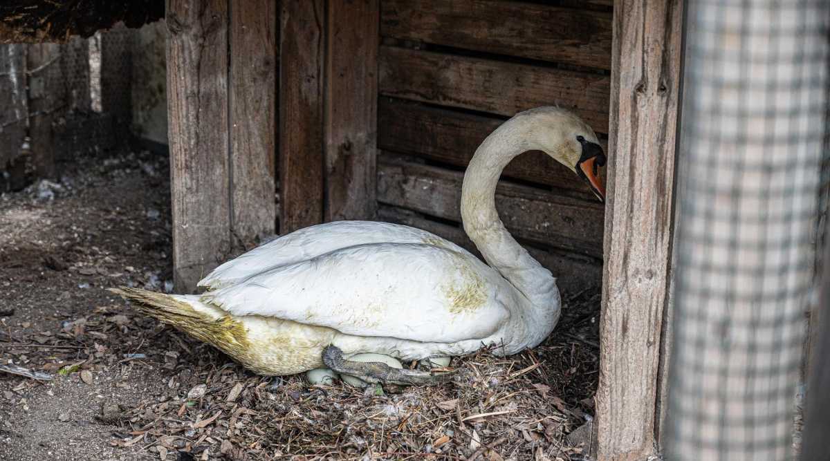Il-cigno-durante-la-cova