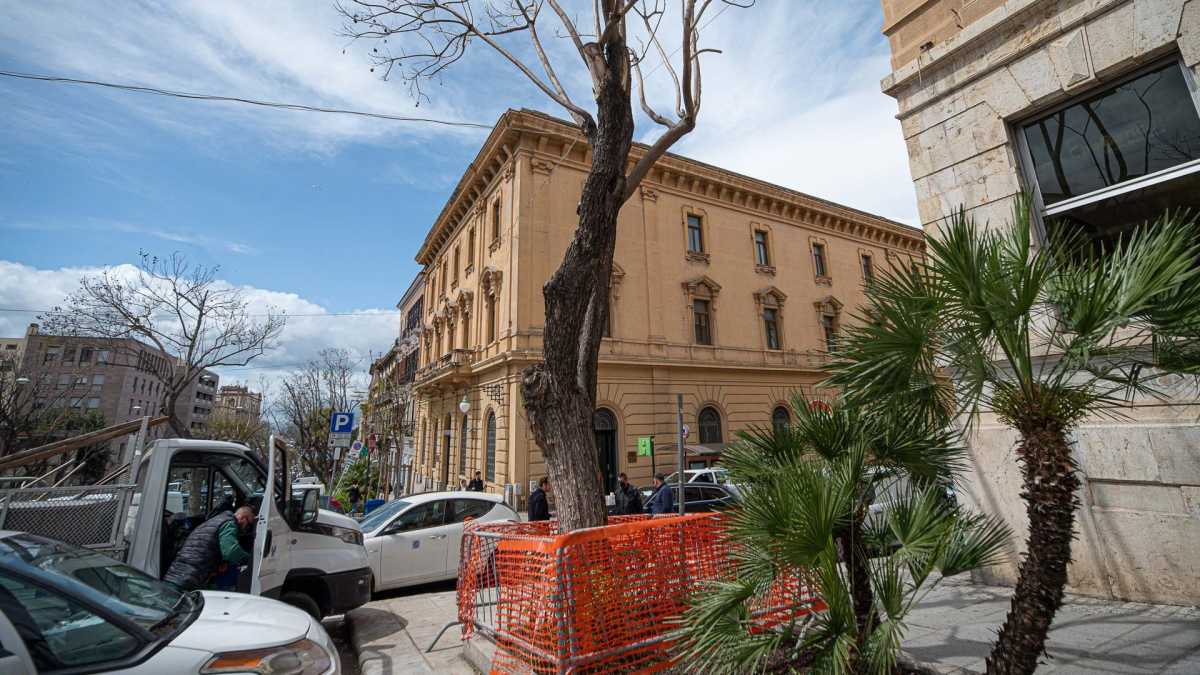 La-Jacaranda-del-largo-Carlo-felice