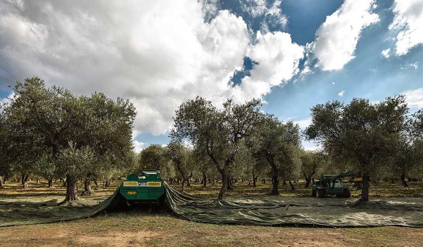 Raccolta-in-un-oliveto-tradizionale-1