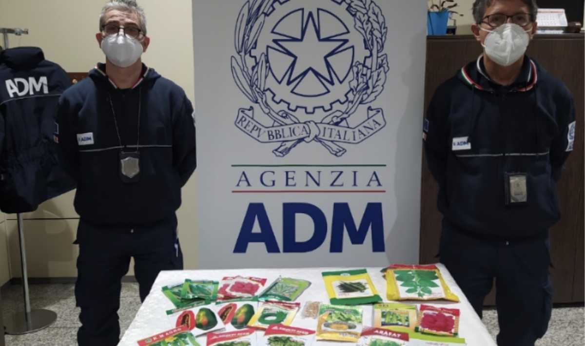 adm-dogane-sequestro-talee