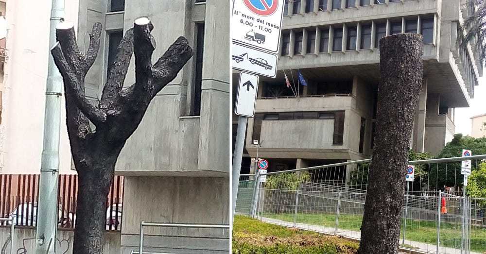 alberi-capitozzati-via-dante