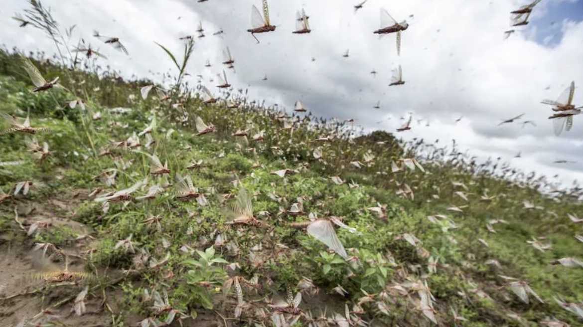 cavallette-invasione