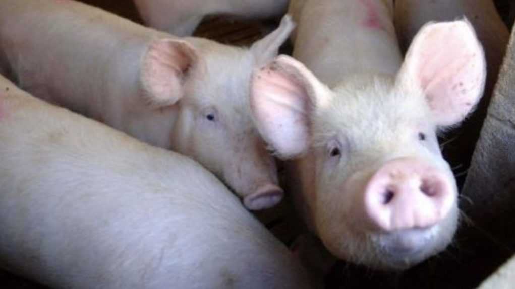 peste-suina-youtg-villagrande