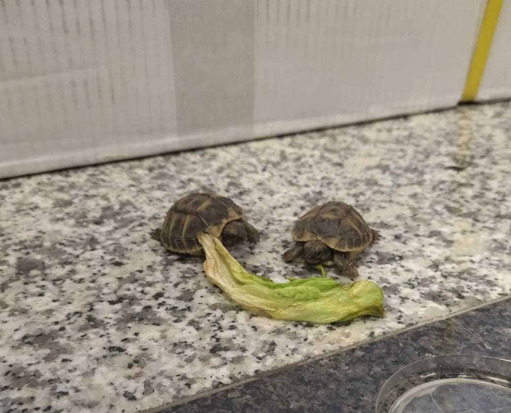 tartarughe-abbandonate