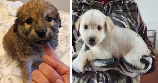 Cani-da-adottare-in-Marmilla