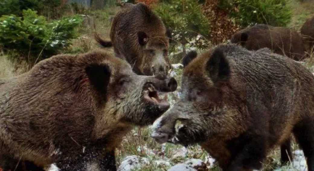 Cinghiali-emergenza-