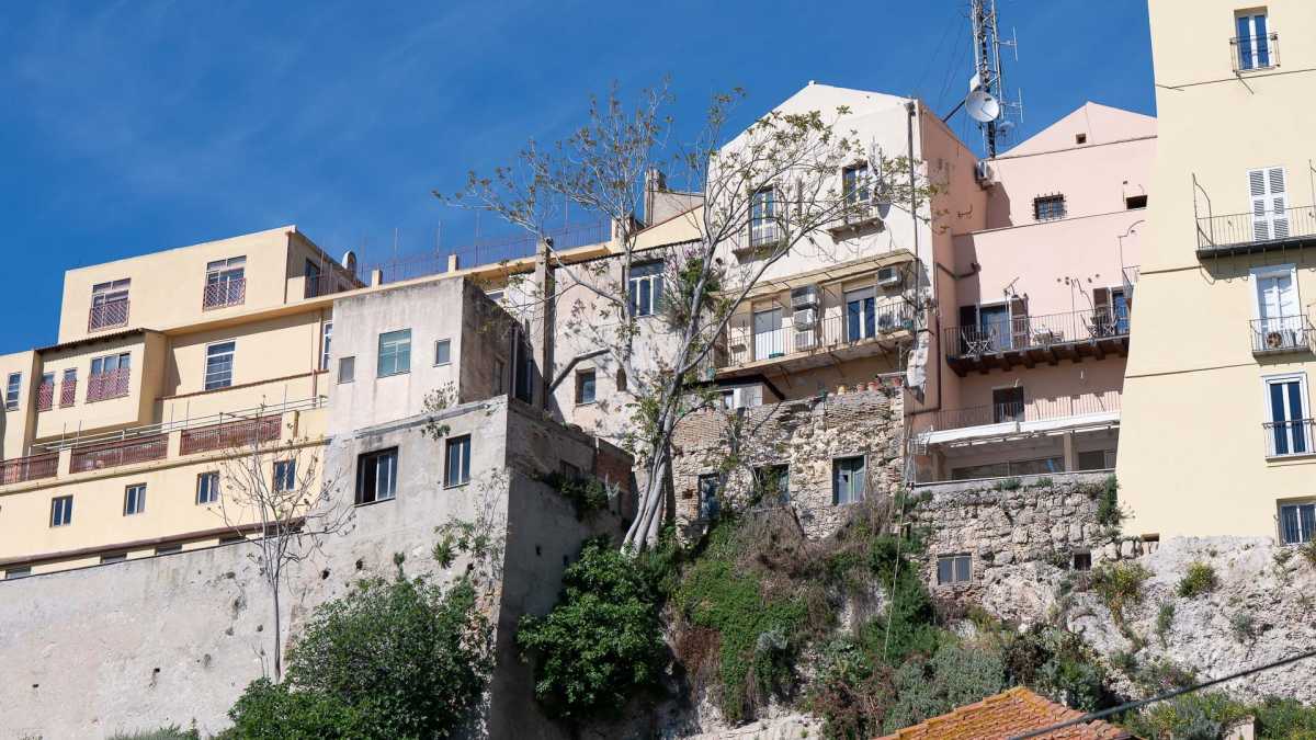 LAilanto-spontaneo-dimorante-sulle-mura-pisane