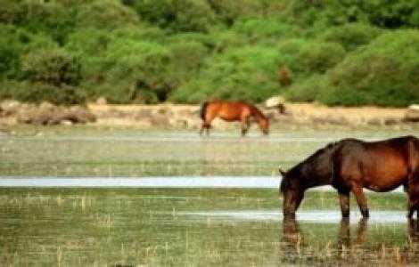 cavallini-della-Giara