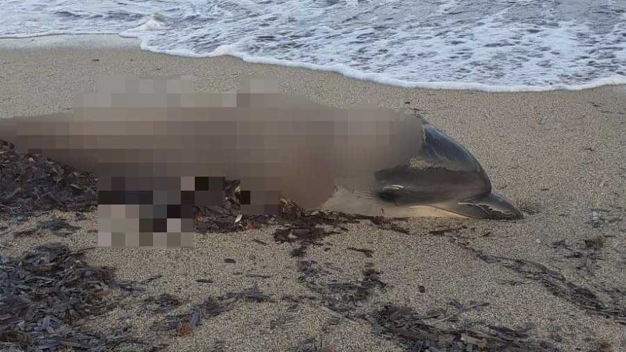delfino-ucciso-alla-Caletta