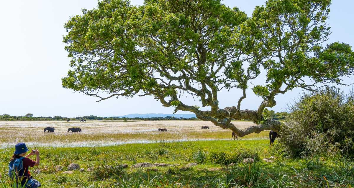 Escursione-sulla-Giara