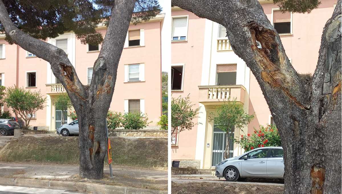 Pino-Viale-Calamosca