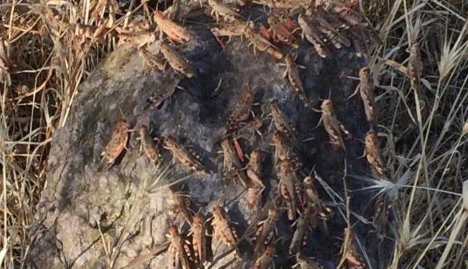 cavallette-invasione