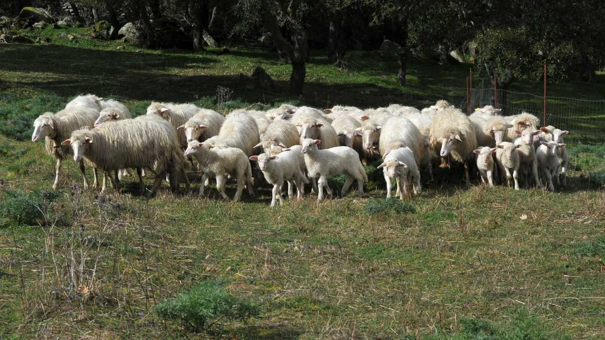 Gregge-di-pecore