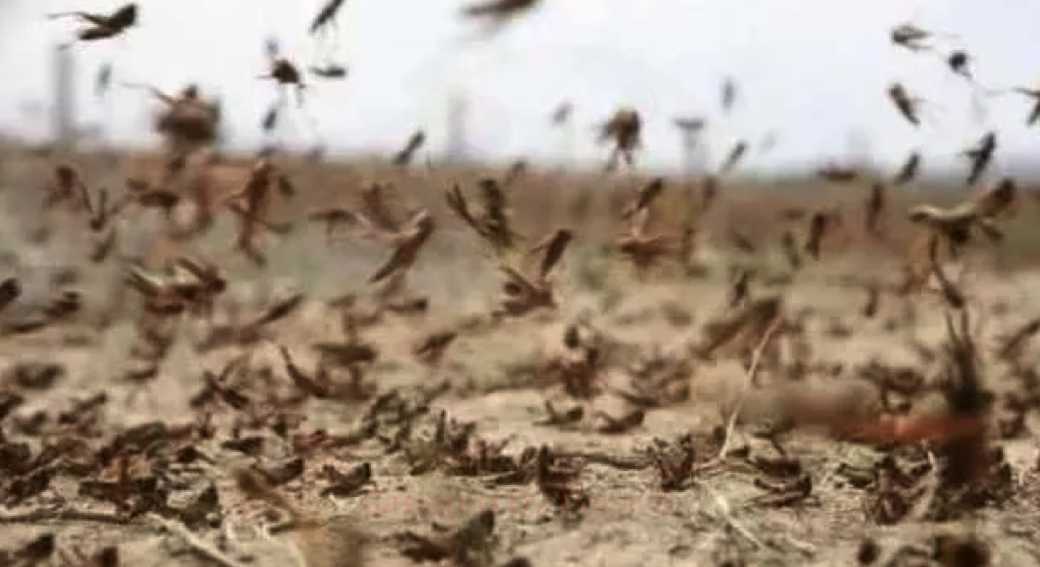 lotta-alle-cavallette