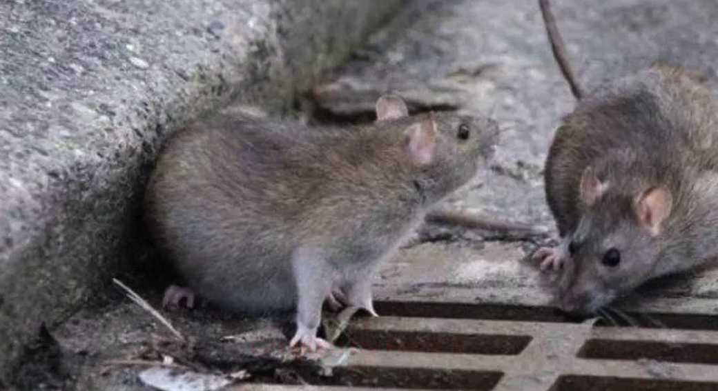 ratti-a-scuola-disinfestazione-