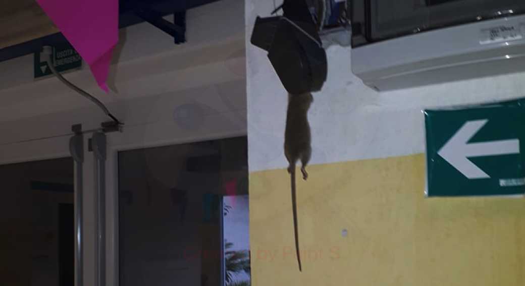 scuola-invasa-dai-topi