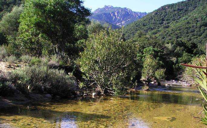 foresta-mediterranea-del-Sulcis