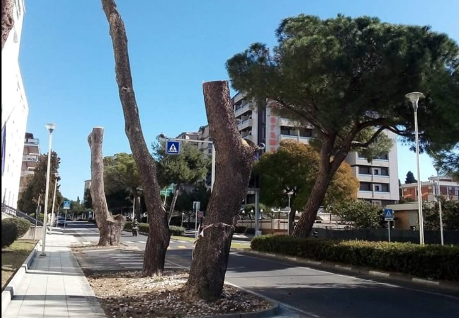 VIALE-DIAZ-ALBERI