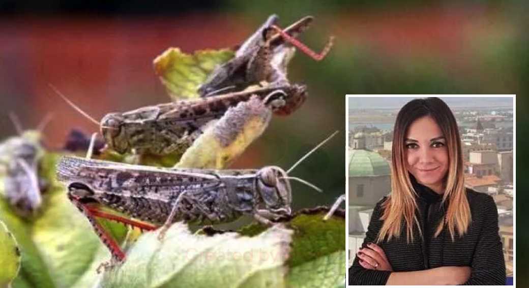 invasione-cavallette-satta