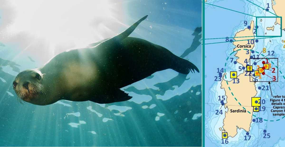 presenza-foca-monaca