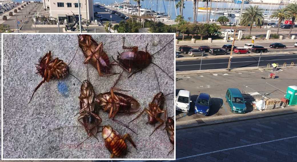 invasione-blatte-cantiere-cagliari