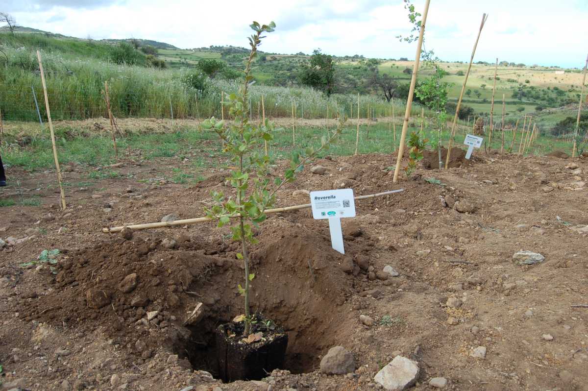 Scano---area-rigenerata