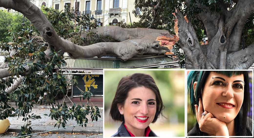 interrogazione-ficus-cagliari