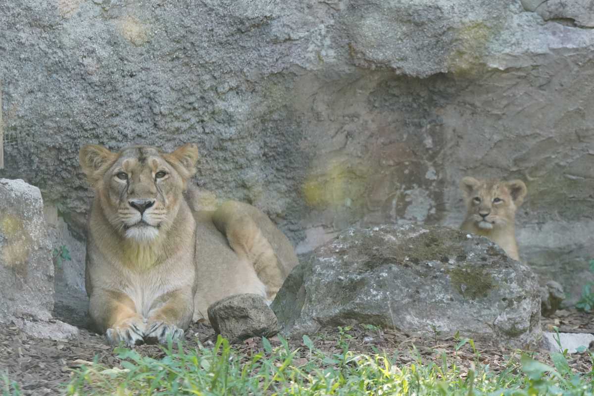 leonessa-foto-simbolo