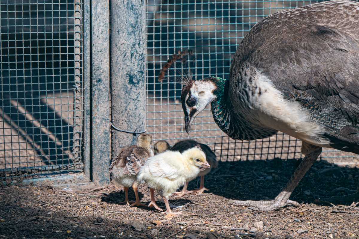 Parco-di-Monte-Urpinu---Pulcino-pavone
